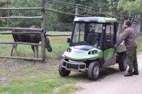 Wózek elektryczny jest wykorzystywany przy karmieniu zwierząt... (Fot. A. Tylkowska)