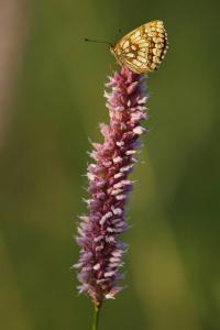 przeplatka atalia (Melitaea athalia)  fot:CWerpachowski