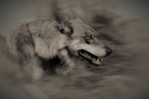 wilk szary (Canis lupus)