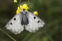 Niepylak mnemozyna (Parnassius mnemosyne)