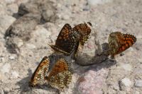 Przeplatka atalia (Melitaea athalia)