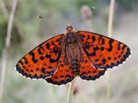 Przeplatka didyma (Melitaea didyma )