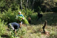 Walka z czeremchą amerykańską