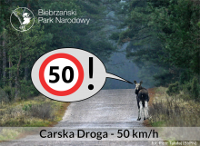 Carska Droga - 50 km