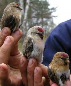 A. flammea, A. hornemanni, A. cabaret. Akcja Siemianówka, fot. Grzegorz Grygoruk