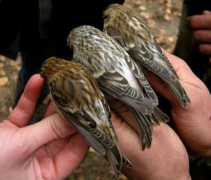 A. cabaret, A. hornemanni, A. flammea, Akcja Siemianówka, fot. Grzegorz Grygoruk