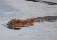 bobry brązowe - rude fot:PŚwiątkiewicz