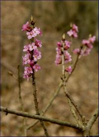 wawrzynek wilczełyko (Daphne mezereum) fot:C.Werpachowski