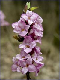 wawrzynek wilczełyko (Daphne mezereum) fot:C.Werpachowski