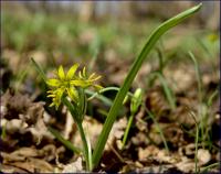 złoć żółta (Gagea lutea) fot:C.Werpachowski