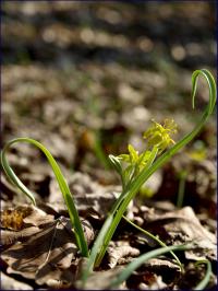 złoć żółta (Gagea lutea) fot:C.Werpachowski