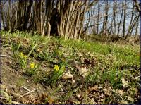 złoć żółta (Gagea lutea) fot:C.Werpachowski