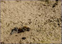 pszczolinki (Andrena sp.) fot:C.Werpachowski