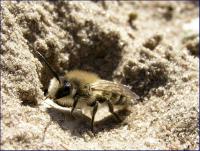 pszczolinka (Andrena sp.) przy gnieździe  fot:C.Werpachowski