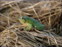 rzekotka (Hyla arborea)  fot:C.Werpachowski