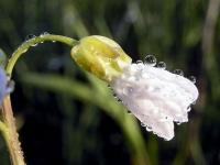kwiat rzeżuchy gorzkiej (Cardamine amara) fot: C. Werpachowski