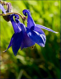 kwiat orlika pospolitego (Aquilegia vulgaris) jedna z ostróg już przegryziona ... fot: C. Werpachowski