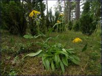 Kupalnik czyli arnika górska (Arnica montana) fot: c. werpachowski