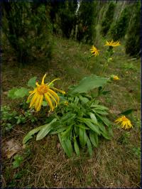 Kupalnik czyli arnika górska (Arnica montana) fot: c. werpachowski
