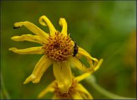 koszyczek, kwiatostan arniki górskiej (Arnica montana) odwiedza wiele owadów fot: c. werpachowski