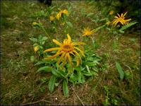 Arnika górska (Arnica montana) fot: c. werpachowski