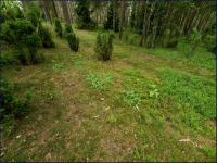 siedlisko arniki górskiej (Arnica montana) fot: c. werpachowski