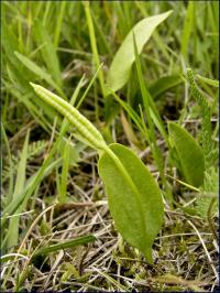kwiat paproci, czyli nasięźrzał pospolity (Ophioglossum vulgatum L.) fot: c. werpachowski