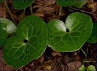 kopytnik pospolity (Asarum europaeum) fot: c. werpachowski