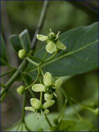 trzmielina zwyczajna (Euonymus europaeus) to nawet kilkumetrowej wys. krzew fot: c. werpachowski