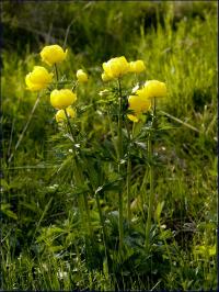 pełnik europejski (Trollius europaeus) fot: c. werpachowski