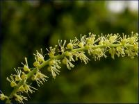 kwiatostan pluskwicy europejskiej (Cimicifuga europaea) fot: c. werpachowski