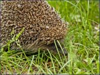 jeż europejski (Erinaceus europaeus) fot: c. werpachowski