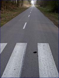 kret (Talpa europaea) ten osobnik nieprawidłowo przechodził przez zebrę fot: c . werpachowski