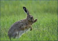 zając szarak (Lepus europaeus) fot: Paweł Świątkiewicz