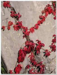 winobluszcz pięciolistkowy (Parthenocissus quinquaefolia) - czerwony z  Ameryki na ruinach fortu II -  fot: c.werpachowski