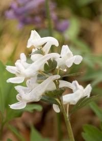 kokorycz pełna (Corydalis solida) o białych kwiatach  fot: c. werpachowski