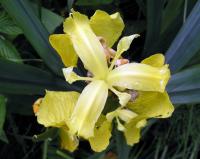 kwiat kosaćca żółtego (Iris pseudoacorus) z góry; widoczne jasnożółte znamiona  fot: c. werpachowski