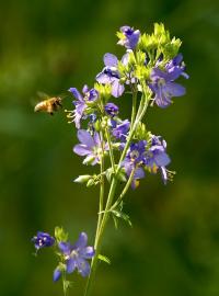 Wielosił błękitny (Polemonium caeruleum) jest często odwiedzany przez pszczoły  fot: c. werpachowski