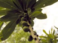 wawrzynek wilczełyko (Daphne mezereum) - w niektórych ujęciach do złudzenia przypomina to owoce kawy   fot: c. werpachowski