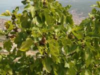 figa lub figowiec (Ficus carica) to też przykład kaulikarpii - już niedługo w Chorwacji ...   fot: c. werpachowski