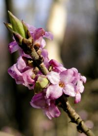 kaulifloria u wawrzynka wilczełyko (Daphne mezereum) - pachnące kwiaty na pędach fot: c. werpachowski