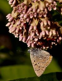 Modraszek ikar (Polyommatus icarus) na kwiatach trojeści amerykańskiej (Asclepias syriaca)  fot: c. werpachowski