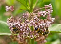 kwiaty trojeści amerykańskiej (Asclepias syriaca) bardzo często odwiedzają trzmiele fot: c. werpachowski