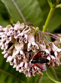 Kraśnik kminowiec (Zygaena cynarae) na kwiatach trojeści amerykanskiej (Asclepias syriaca)   fot: c. werpachowski