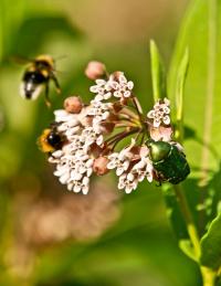 chrząszcz kruszczyca złotawka (Cetonia aurata) na kwiatach trojeści amerykańskiej (Asclepias syriaca)   fot: c. werpachowski