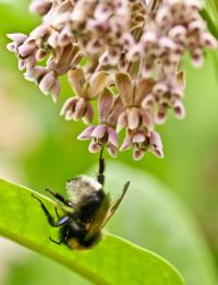 w sidłach kwiatów trojeści amerykańskiej (Asclepias syriaca) giną nawet silne owady   fot: c. werpachowski