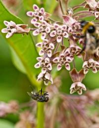 kolejna ofiara trojeści amerykańskiej (Asclepias syriaca)   fot: c. werpachowski