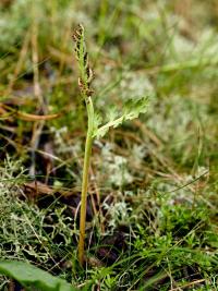 podejźrzon marunowy (Botrychium matricariifolium) to co wystaje nad ziemię to jest jeden (1) liść podzielony na część...