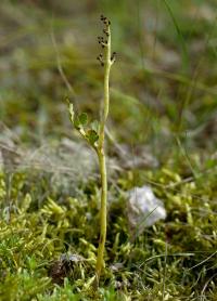 podejźrzon marunowy (Botrychium matricariifolium) ta sama roślina, ale rok później, czyli połowa lipca 2012 fot: c...