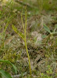 podejźrzon marunowy (Botrychium matricariifolium) charakterystyczna żółto zielona barwa, jasny ogonek    fot: c. werpachowski